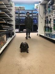 Tortoise at the Fish Store
